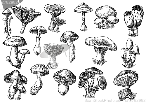 Image of mushrooms