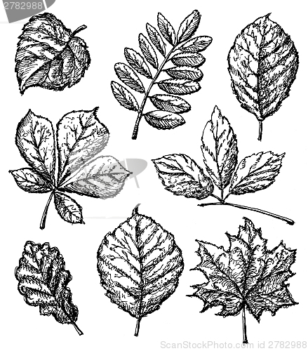 Image of leaves
