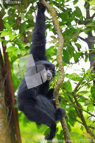 Image of Siamang Gibbon