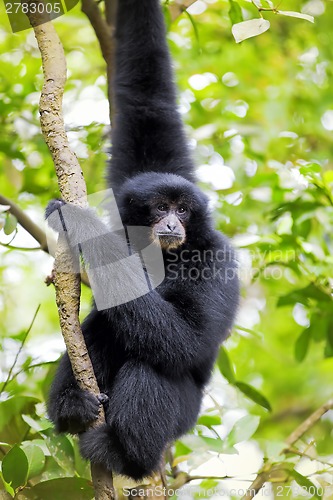 Image of Siamang Gibbon