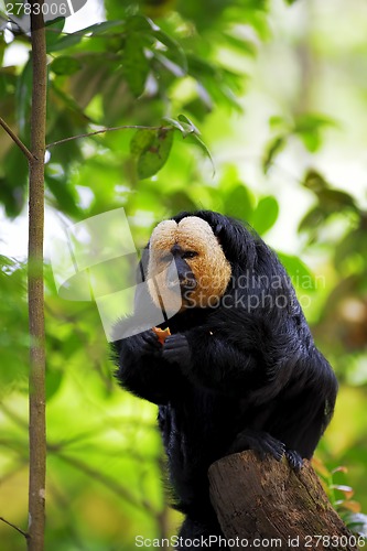 Image of White-faced Saki Monkey