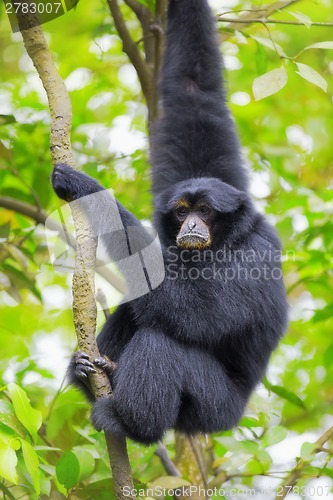 Image of Siamang Gibbon