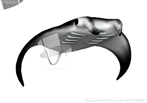 Image of Manta Ray