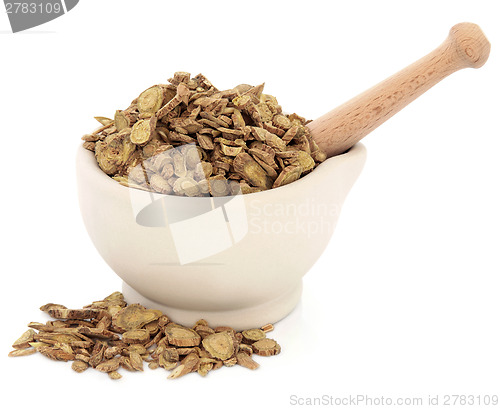 Image of Skullcap Root