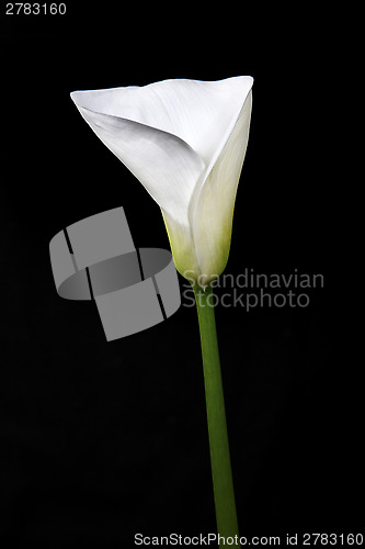 Image of Calla 