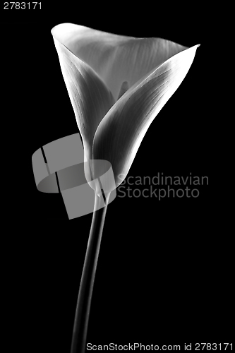 Image of Calla in black and white