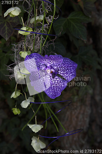 Image of Orchid in violet