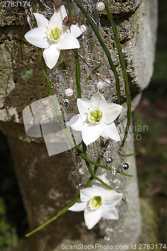 Image of Bridal bouquet with jasmine