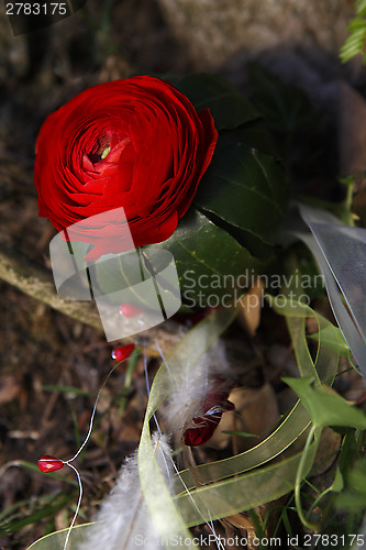 Image of Red Ranunculus