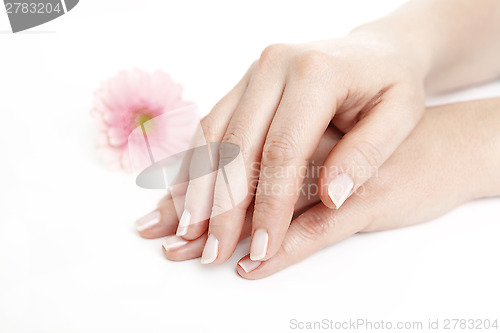 Image of Female hands after manicure