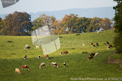 Image of Cows on pasture 