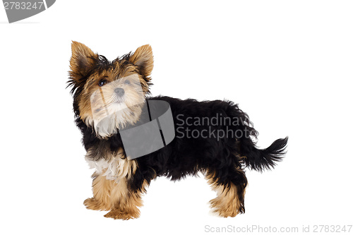 Image of Yorkshire Terrier