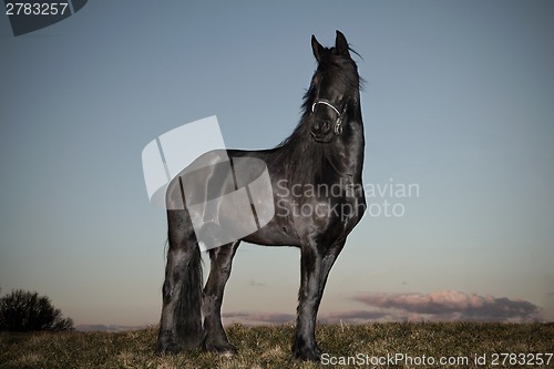 Image of Black friesian horse