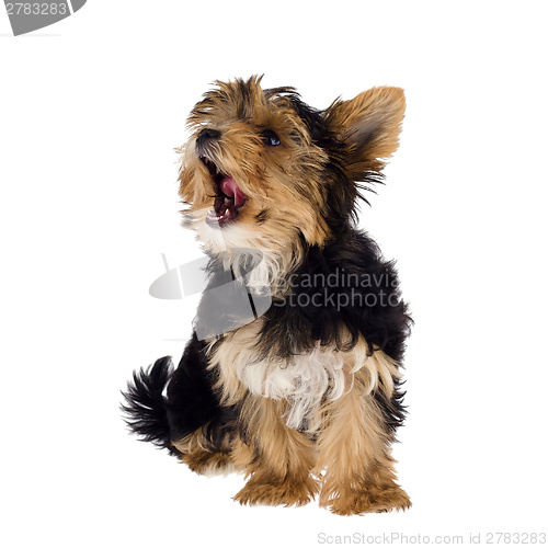 Image of Yorkshire Terrier