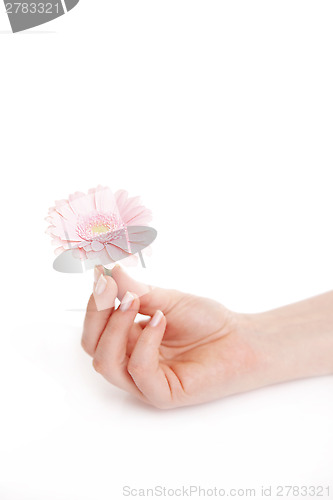 Image of Female hand holding a pink flower