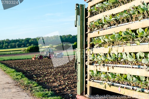 Image of Agriculture - tractor sowing salad