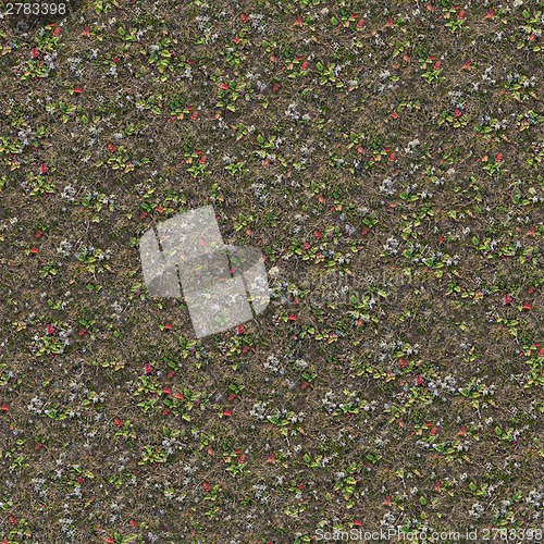 Image of Steppe Surface with Dry Grass.