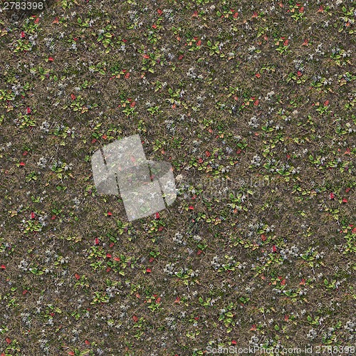 Image of Steppe Surface with Dry Grass.