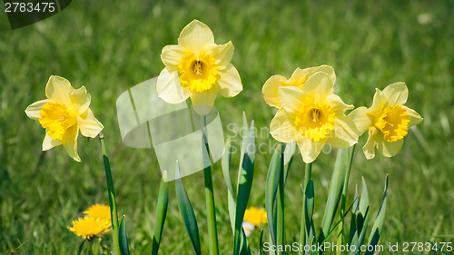 Image of daffodils