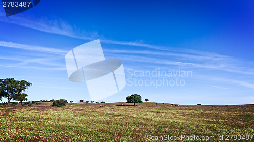 Image of Green Grass Field Landscape