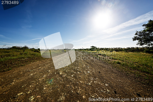 Image of Green Grass Field Landscape