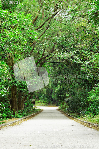 Image of Asphalt road through the forest 