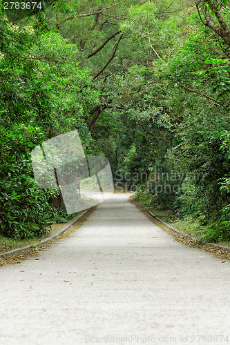 Image of Asphalt road through the forest 