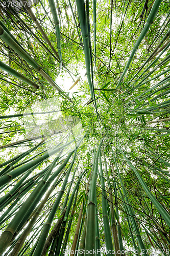 Image of bamboo close up as background