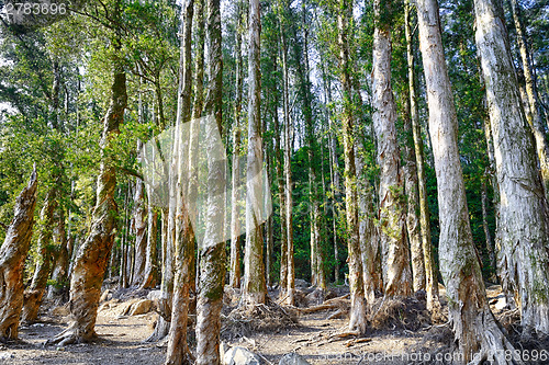 Image of beautiful green forest