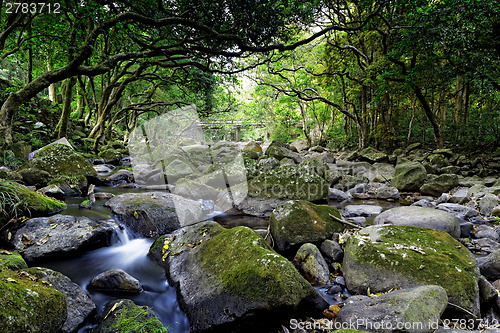 Image of Cascade falls over mossy rocks