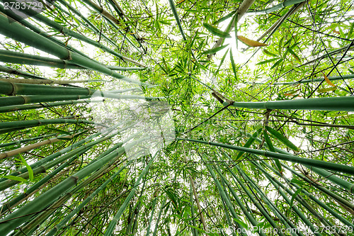 Image of bamboo close up as background