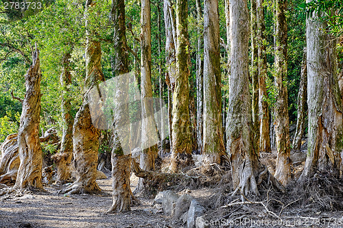 Image of beautiful green forest