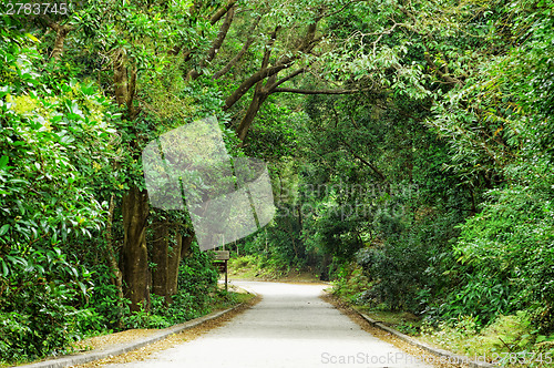 Image of Asphalt road through the forest 