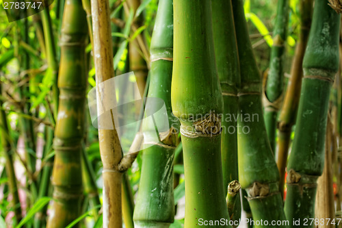 Image of bamboo close up as background