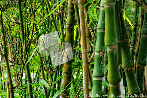 Image of bamboo close up as background