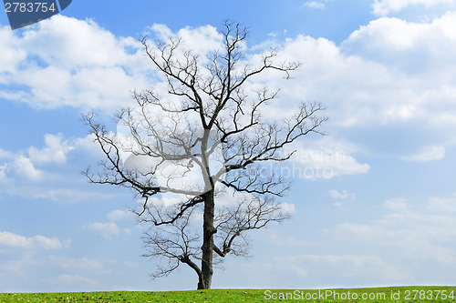 Image of Green planet - Earth 