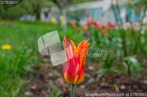 Image of tulip with long pink petals dew drops in garden 