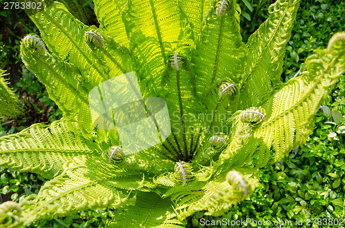 Image of beautiful sunlit young green  fern 