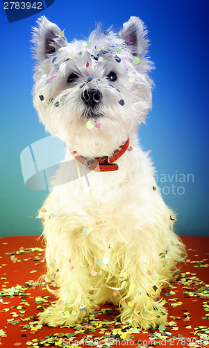 Image of Dog party