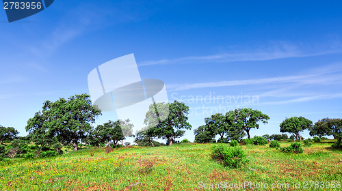 Image of Green Grass Field Landscape