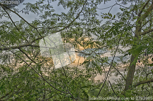 Image of Green leaves on orange sunset