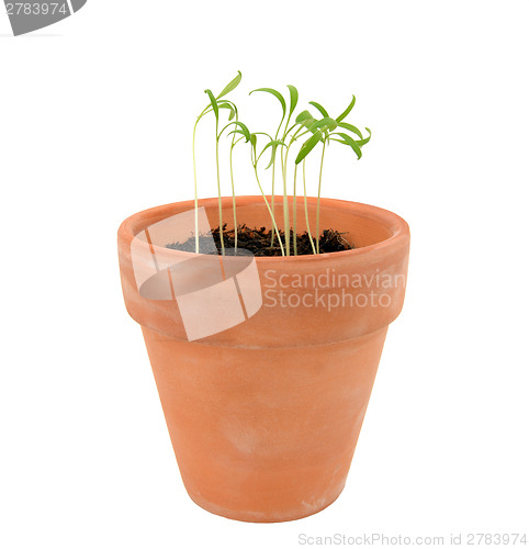 Image of Endive seedlings in need of thinning in a terracotta flowerpot