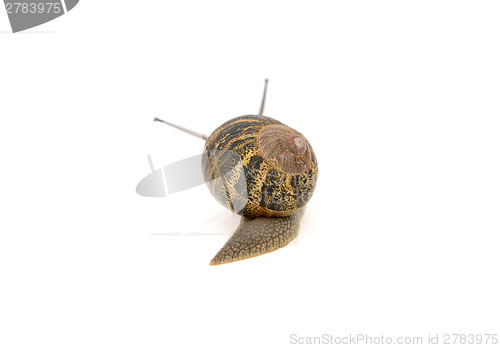 Image of Snail with stripey shell slides away, tentacles visible above it