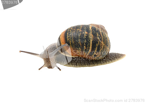 Image of Garden snail with striped shell turning forwards inquisitively 