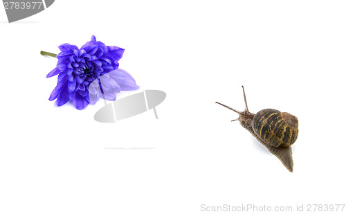 Image of Garden snail heads towards a blue flower in the distance