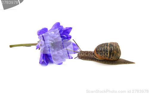 Image of Snail approaches a cut blue chrysanthemum bloom