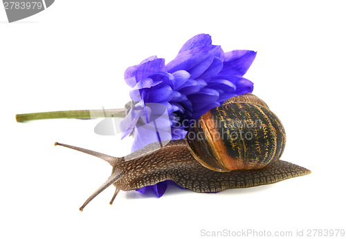 Image of Garden snail slides over the petals of a blue chrysanthemum flow