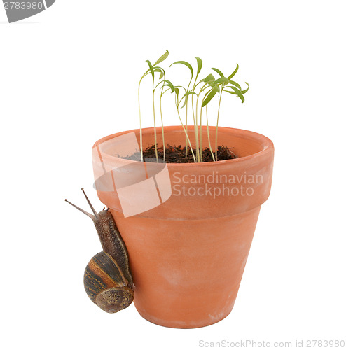 Image of Garden pest, the snail crawls up a flowerpot towards tender seed