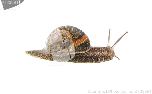 Image of Profile of garden snail with boldly striped shell