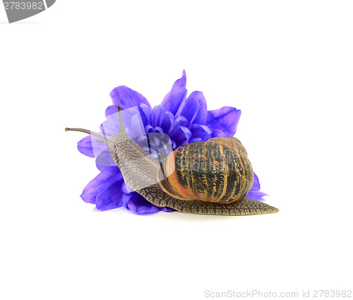 Image of Garden pest, the snail, eats a blue chrysanthemum flower